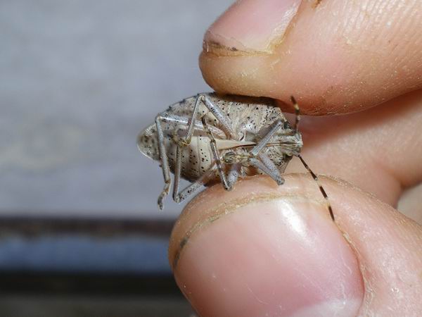 Rhaphigaster nebulosa